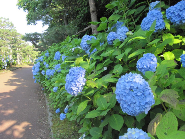神奈川県立城ケ島公園 あじさい